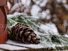 Foehernzapfen im Schnee