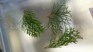 Thuja Zweige für kranz